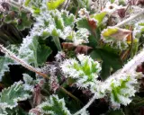 Frostiga blad och stjälkar, en vacker men kall morgon. Det ser ut som att dessa växter, kanske pelargoner, tål pelargoner frost.