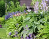 En lummig rabatt med tåliga perenner i olika nyanser av grönt och lila blommor. Hostan i förgrunden har stora, veckade blad.