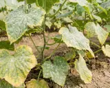 Gurkplantans blad är täckta av ett vitt puder, ett tydligt tecken på **downy mildew** (mjöldagg). Bladen gulnar och vissnar.