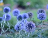 Blå bolltistel blommar i en vacker samplantering. En bi surrar runt en av de runda blommorna.