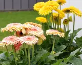 En bukett med rosa och gula gerbera blommor i full blom. Grönskande bladverk och en gräsmatta i bakgrunden.