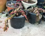 Torkade, döda växter i svarta krukor. En planta har en grön stam med rötter som hänger utanför krukan.