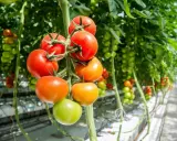 Tomatplantor i växthus, med mogna röda och orange tomater samt gröna omogna. Rätt avstånd mellan tomatplantor är viktigt för god skörd.