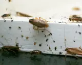 Flera kackerlackor kryper på en vit yta, vilket indikerar skadedjur inomhus. Mörka prickar, troligen spillning, syns överallt.