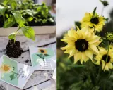 En planta av solros växer ur jordklumpen bredvid fröpåsar. En bi besöker en gul solros i blom.