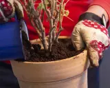 Händer med trädgårdshandskar planterar om pelargoner i en terrakottakruka med ny jord.