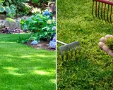 En hand håller mossa som ska tas bort från en gräsmatta. Bredvid syns en räfsa och en frisk grön gräsmatta med blommor.