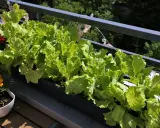 Fräsch sallad växer i en balkonglåda, perfekt för att odla sallad i kruka. Bredvid syns blommor i krukor.