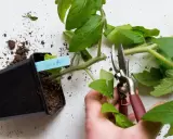 En hand beskär en tomatplanta med sekatör. En kruka med jord och en planta syns till vänster. Det finns några gula blad på tomatplantan.