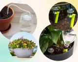 Självvattnande system för blommor, perfekt för att vattna blommor under semestern.