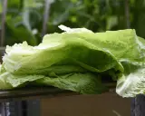 Färska blad av romansallad, nyskördade och redo att ätas. En påminnelse om att romansallad odla är enkelt och givande.