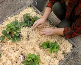 Händer som arbetar med att rensa jordgubbsland och lägga halm runt plantorna.
