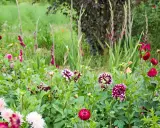 En blomstrande rabatt med dahlior och gladiolus. En vacker mieczyk ogrodowy i full blom.