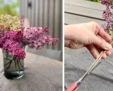 En bukett med fina blommor i en vas och en hand som klipper en syrenkvist.