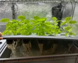 Gröna basilika plantor växer i ett hydroponiskt system. Rötterna hänger ner i näringslösningen under en ljusramp.
