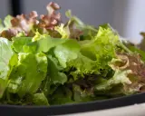 En skål med olika sallad sorter, med gröna och rödaktiga blad.
