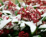 Röda bär på skimmia täckta av snö. Vackert trots skimmia minusgrader.