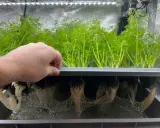 En hand lyfter en bricka med frodiga gröna plantor. Under brickan syns ett nätverk av vita rötter som växer i vatten, ett tydligt exempel på hur man kan odla i vatten.