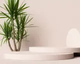 En grön palm i kruka utomhus, placerad bredvid två runda, ljusrosa podium.