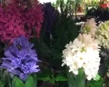 Vackra hyacinter i lila, rosa och vita nyanser, perfekta för julstämning.