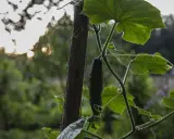En gurka hänger från en stam, redo att plantera om djupare. Solen glittrar i bakgrunden.