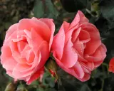 Två rosa rosor med daggdroppar på kronbladen. En knopp anas. Remonterande rosor i morgonsolen.
