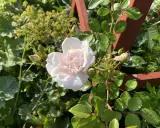 En ljusrosa ros i kruka blommar vackert bland gröna blad och knoppar. En träspaljé skymtar i bakgrunden.