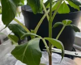 En sax klipper av en gren för att toppa dahlia. Gröna blad och mörka stjälkar syns.