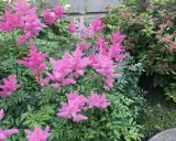 Flerfaldiga, fluffiga rosa astilbe i kruka blommar frodigt bland gröna blad.