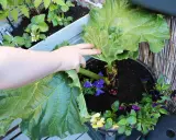 En hand lyfter ett stort blad från en rabarber i kruka. Små violer blommar runt rabarbern.