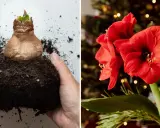 Händer planterar en amaryllis. Bredvid syns en vacker röd amaryllisblomma med julbelysning i bakgrunden.