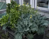 En pallkrage med samplantering av grönkål, broccoli och små gula blommor. En frodig och mångsidig odling.