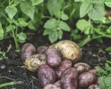 Nyskördade potatisar, både röda och gula, ligger i jorden bland gröna blad. En härlig kupa potatis redo att tillagas.