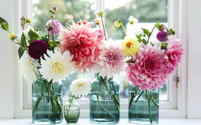 Vaser med blommor i olika färger, som vita, rosa och lila dahlior. En påminnelse om att plantera dahlia för en vacker sommar.