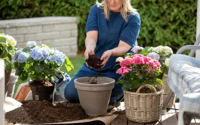 Kvinna planterar en vacker hortensia i kruka. Flera andra hortensior i olika färger syns i bakgrunden.