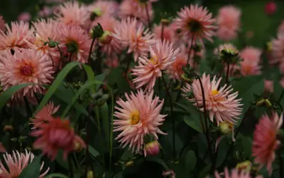 En rabatt fylld med ljusrosa dahlior som blommar. En fjäril sitter på en av blommorna. Plantera dahlia i rabatt för att skapa denna vackra syn.