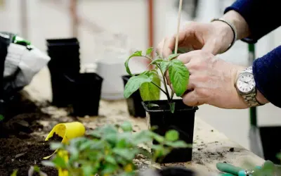 Händer som planterar ut tomater i svarta krukor. Jord och små plantor ligger utspridda på bordet.