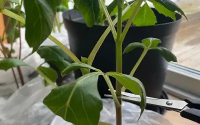 En sax klipper av en gren för att toppa dahlia. Gröna blad och mörka stjälkar syns.