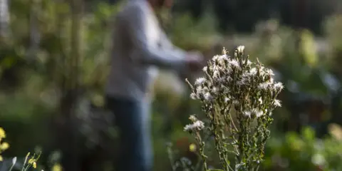 En person arbetar i trädgården nära en taro-växt med fluffiga blommor.