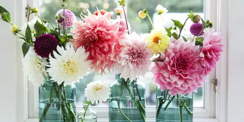 Vaser med blommor i olika färger, som vita, rosa och lila dahlior. En påminnelse om att plantera dahlia för en vacker sommar.