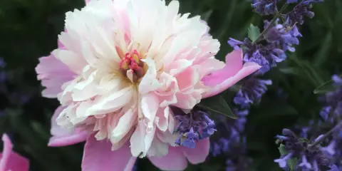 En stor, ljusrosa och vit pion blommar bredvid lila blommor. En liten myra klättrar på pionens blad. En vacker syn att dela pioner.