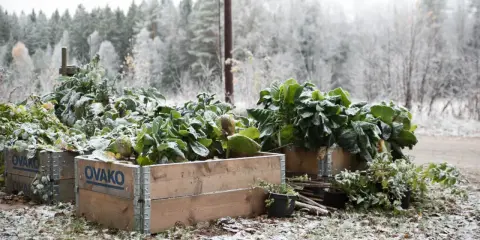 Gröna bladgrönsaker, som svartkål, växer i träkragar utomhus. Marken är täckt av snö och höstlöv.