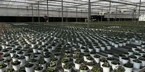 Stora växthus med tusentals krukor med växter, uppradade på hyllor. Ett modernt ebb och flod system ser till att alla plantor får optimal bevattning.