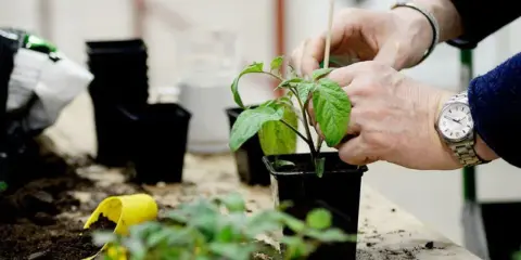 Händer som planterar ut tomater i svarta krukor. Jord och små plantor ligger utspridda på bordet.
