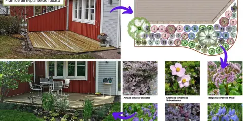 En långsmal rabatt växer fram från idé till verklighet, med illustrationer av växter som 'Brunette', 'Robustissima' och 'Möja'.