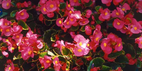 En tät matta av rosa begonia utomhus, med sina karaktäristiska gula mittpunkter, skapar en färgexplosion.