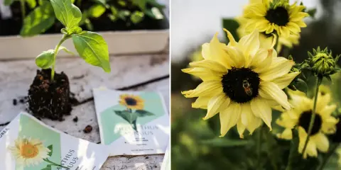 En planta av solros växer ur jordklumpen bredvid fröpåsar. En bi besöker en gul solros i blom.