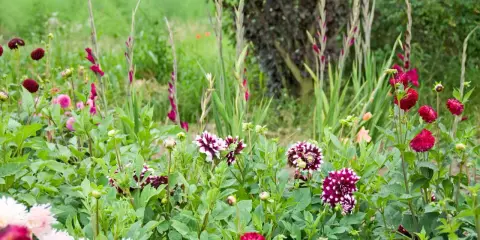 En blomstrande rabatt med dahlior och gladiolus. En vacker mieczyk ogrodowy i full blom.