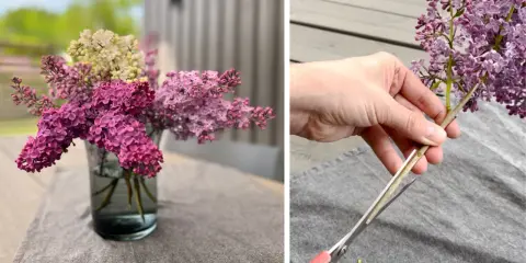 En bukett med fina blommor i en vas och en hand som klipper en syrenkvist.