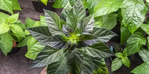En hand håller en mörk chiliplanta redo att plantera om. Flera andra plantor syns i bakgrunden.